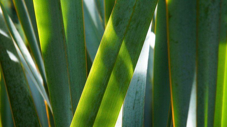 Flax